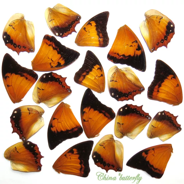 GIFT 20 pcs small  REAL BUTTERFLY wing material  DIY artwork jewelry  #18