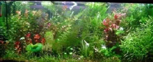 PROMO lot 40 plante aquarium 5 varietees +1 cladophora en+ 2