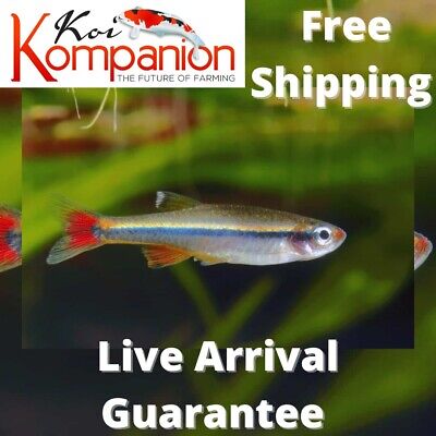 10/20X White Cloud Minnows Freshwater Fish Free Shipping Koi Kompanion