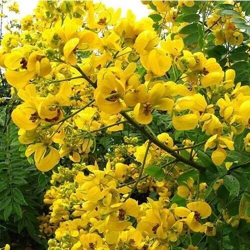 Árbol de palomitas de maíz - Senna espectacularis - Magnífico - 10+ semillas - semillas - E 329