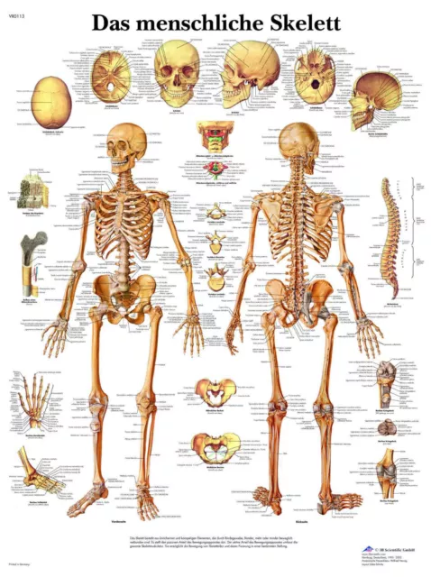 das menschliche Skelett Lehrtafel  Anatomie 50 x 67cm Poster