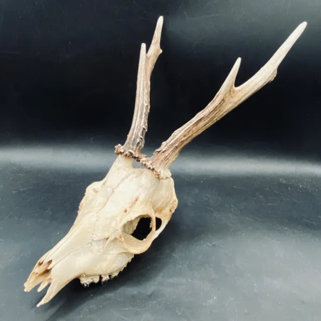 Deer Skull with Antlers Gothic Home Decor Sun Bleach Craft Display from Devon