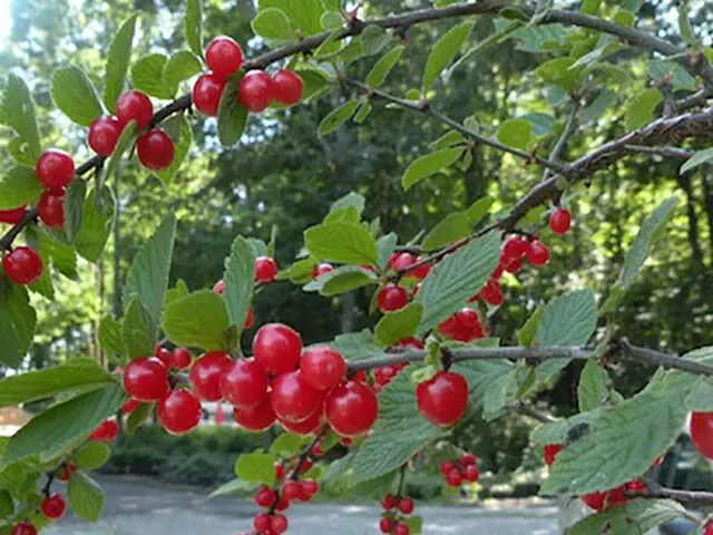 Nanking Cherry  Prunus Tomenosa Tree Seeds 2023 Fresh Hardy 15 Seeds