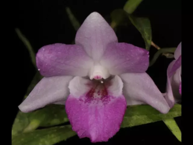 Dendrobium lancifolium Orchid Species