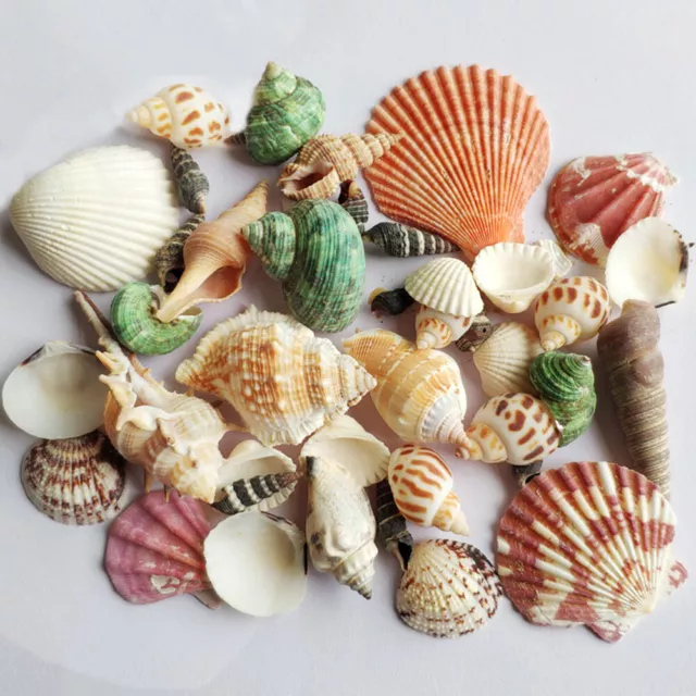 Sea Shells Practical Beach DIY Crafts Pet Supplies For Decorating Fish Tank