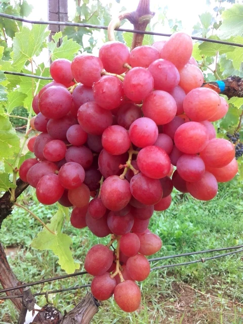 Weinrebe , pilzfeste Tafeltraube  Livia.