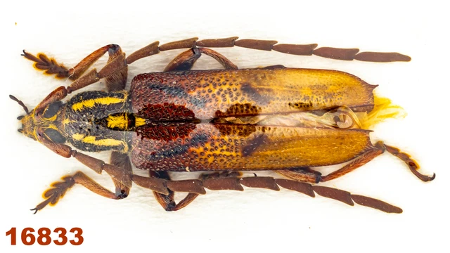Cerambycidae sp.   A2, 23 mm , 1 pc