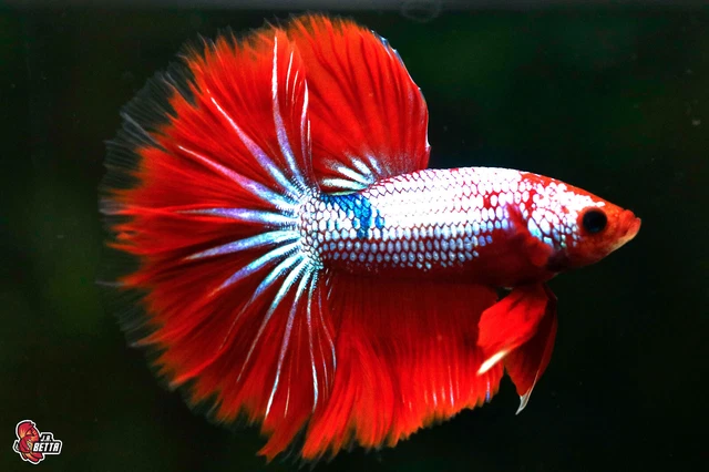 Live Betta Fish Aquarium Fancy Hellboy Male Halfmoon #F162 Tahiland Seller