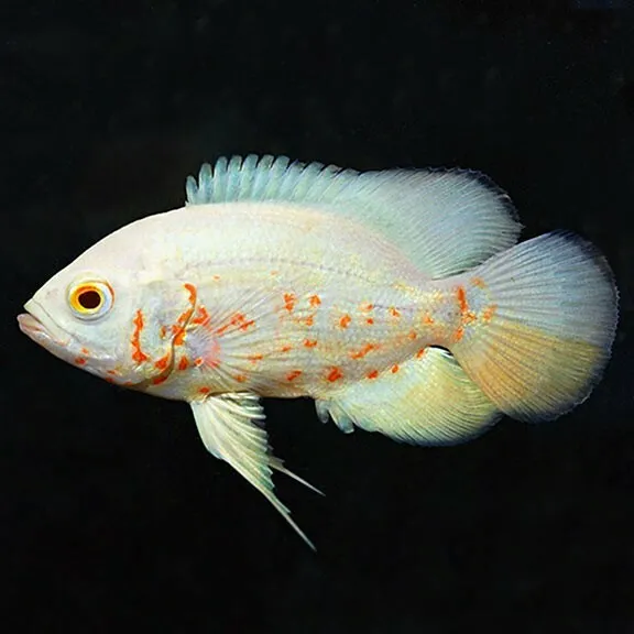 Albino Tiger Oscar - (Astronotus ocellatus) - Live Freshwater Fish