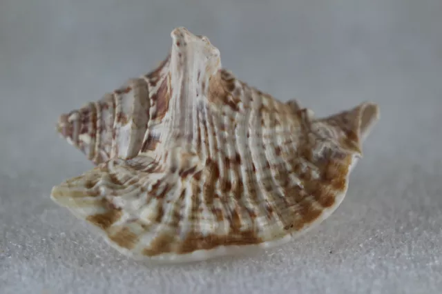 Seashell. Strombus raninus. 70 mm.