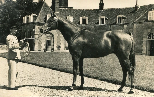 Le Pin-au-Haras - Le Haras du Pin-Enfant de Troupe, trotteur français