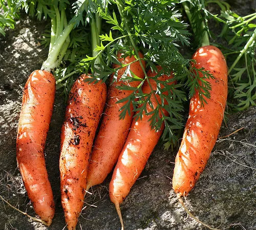 Karotte berlicum Samen Saatgut Karottensamen Möhre Möhrensamen