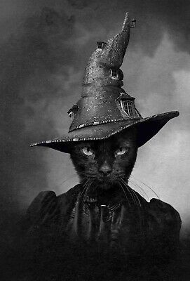 Antique Halloween Cat Witch Costume Photo 1442b Oddleys Strange & Bizarre
