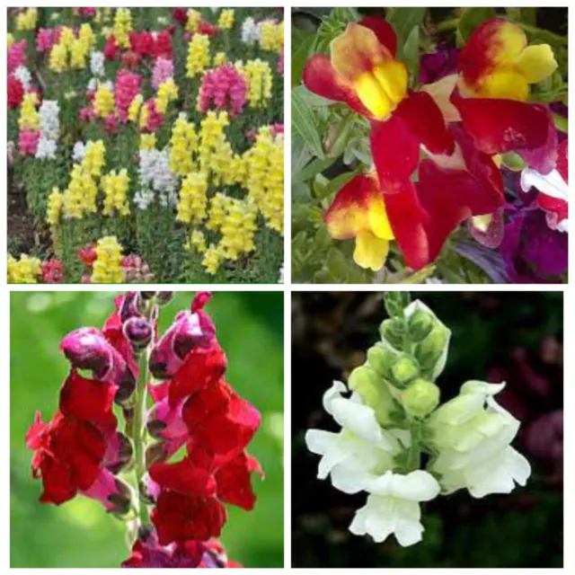 Premium Snapdragon Dwarf Mix Seeds Flower Garden Annual Cottage Seed Free Post