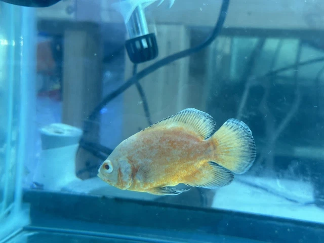 Albino Oscar 3"+ live fish