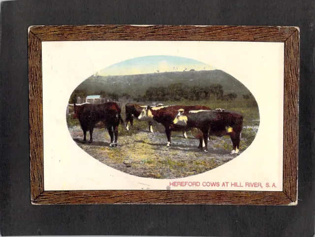 B9117 Australia SA Hill River Hereford Cows PU Turner Bros vintage postcard