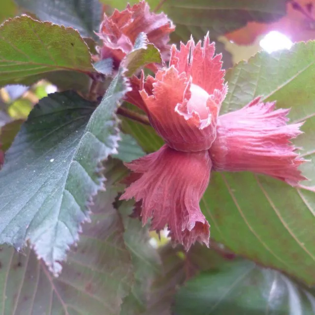 Corylus maxima 'Purpurea' - Noisetier pourpre - Noisette violette