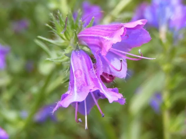 25 ROSE VIPER'S BUGLOSS Pink Echium Plantagineum Rose Bedder Flower Seeds