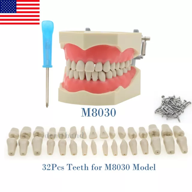 US 32Pcs Removable Teeth Columbia 860 Type Dental Typodont Restorative Model