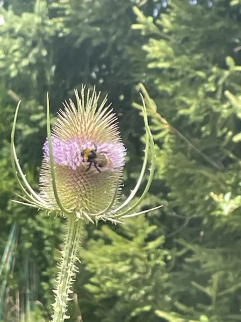 100 Samen Wilde Karde - Dipsacus fullonum Weberdistel Kardenwurzel Bauerngarten