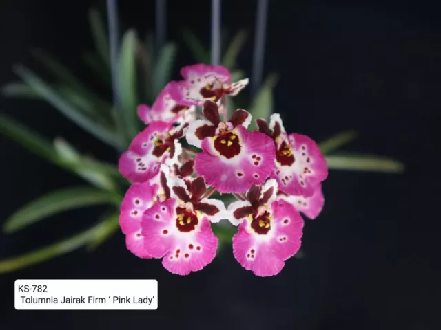 Orchid Orchidee Tolumnia Jairak Firm ‘Pink Lady’ KS-782 (no.2)