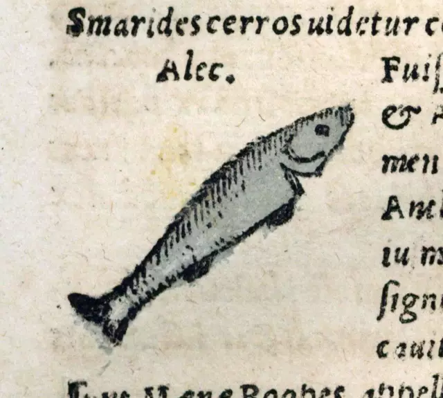 Gravure ancienne estampe illustration de 1543 POISSON L'ABLETTE