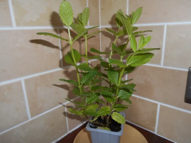 pot plant mint