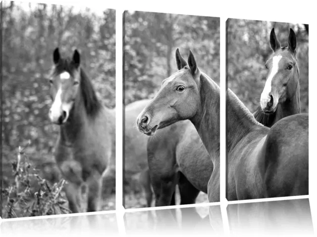 Beau Cheval sur Le Prairie Art B&w 3-Teiler Image de Toile Décoration Murale Art