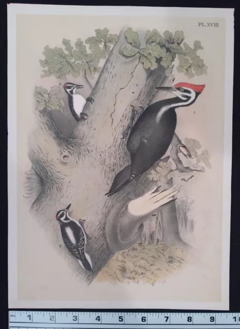 1878 Rare Antique Bird Print - Studer's Plate XVIII - Woodpeckers