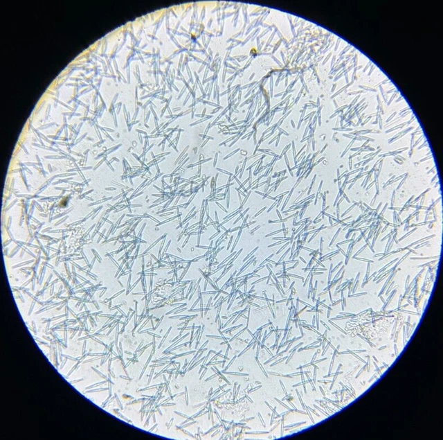 19th c J.D. Moller Microscope Slide Diatom Norway Synedra Pulchella Kg.