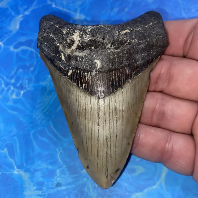 Megalodon Shark Tooth 4.11” Huge Teeth Meg Scuba Diver Direct Fossil Nc 2900