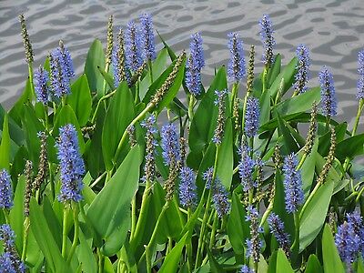 2x pontederia cordata  plante bassin vivace bleue
