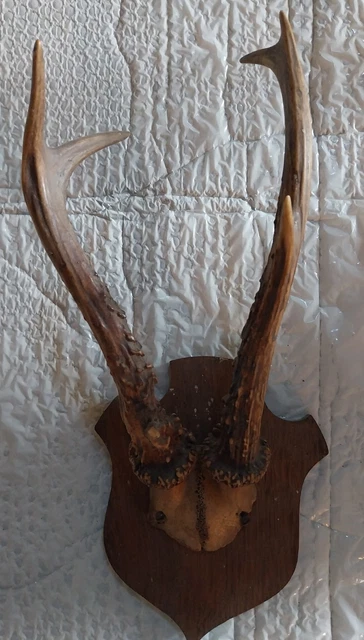 n1) LOT 10 ECUSSONS BOIS POUR TROPHEE CHEVREUIL BROCARD CHAMOIS CHASSE n1) LOT 10 ECUSSONS BOIS POUR TROPHEE CHEVREUIL BROCARD CHAMOIS CHASSE