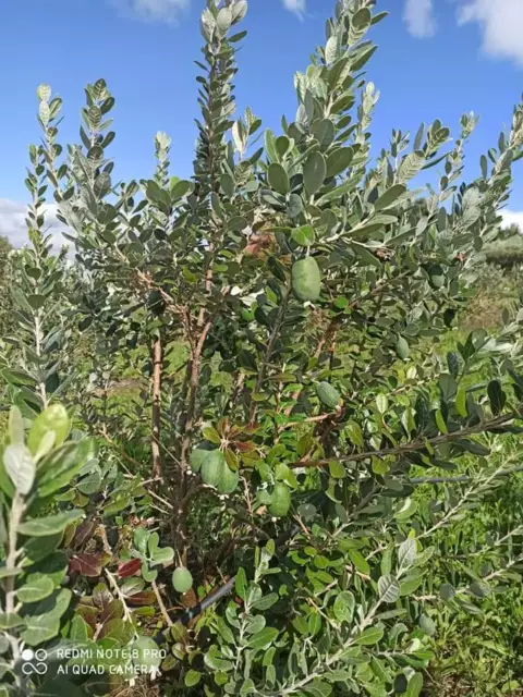 Feijoa sellowiana 'Samba' / Goyave verte / Conteneur de 5 à 6 litres / Fruitier