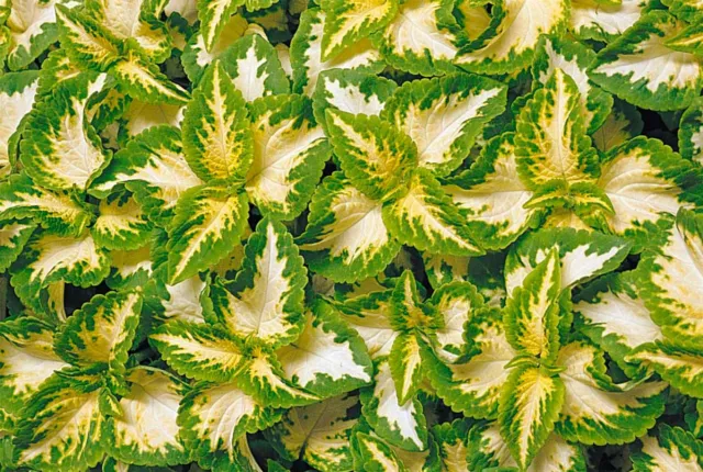 Flower - Coleus - Wizard Jade - 30 Seeds