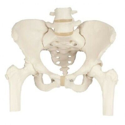 3B Scientific, Modello di scheletro di bacino femminile, con tronchi di femore A