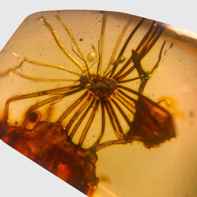SCALE INSECT IN Burmese / Burmite amber fossil / 100% genuine amber £ ...