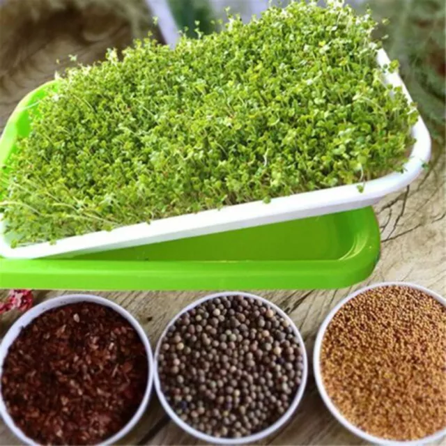Boîte à herbe de germination avec grande capacité pour soja herbe de blé et