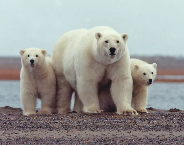 ARCTIC POLAR BEAR & HER CUBS Photo (189-C)