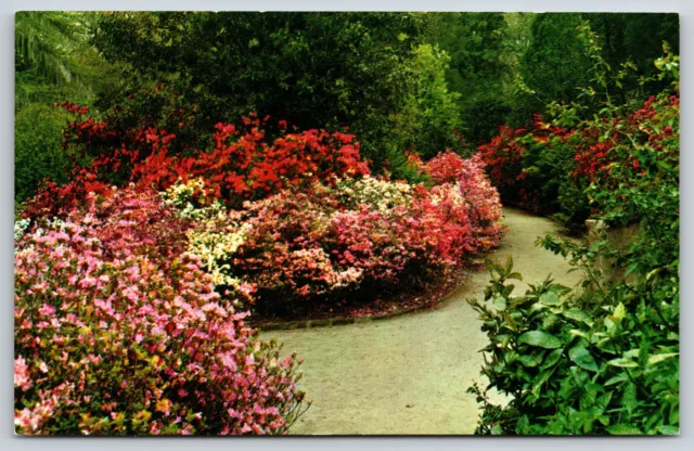 Flowers~Charleston South Carolina~Path Thru Magnolia Gardens~Vintage Postcard