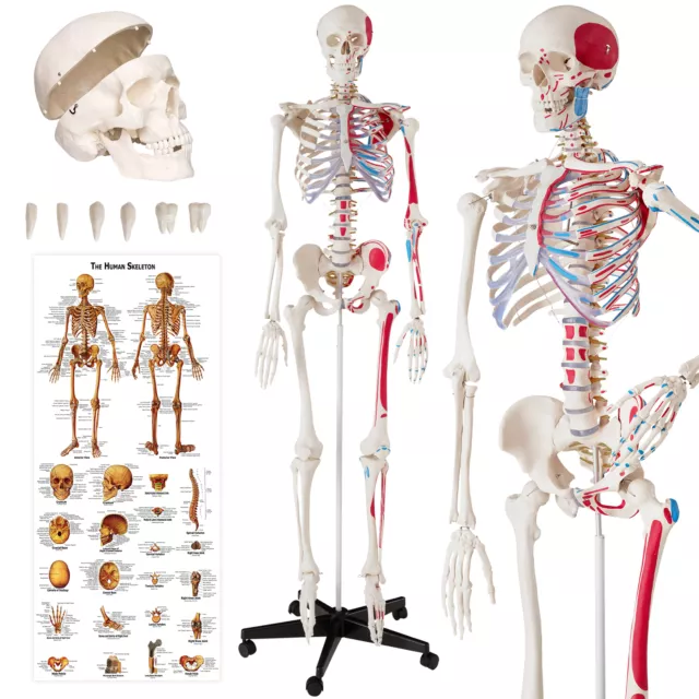Jago® Modello Scheletro Umano 181,5cm Medico Anatomico Dimensioni Reali