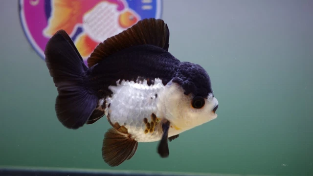 Live Fancy Goldfish Candy Corn Panda Oranda Male