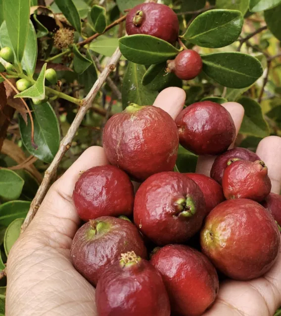 Strawberry Guava Tree Seeds - Psidium Cattleyanum [LIMITED STOCK]