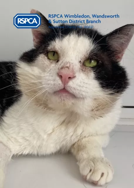 Rspca Wimbledon Gave Dolan The Help He Needed -Your Donation Can Help More Pets!