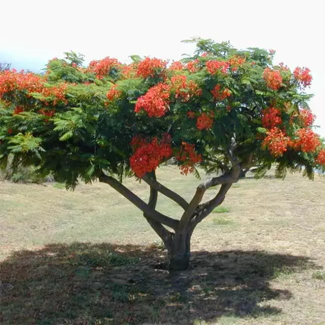 Delonix Regia - 10 Seeds - Fantastic Madagascar Royal Flame Tree