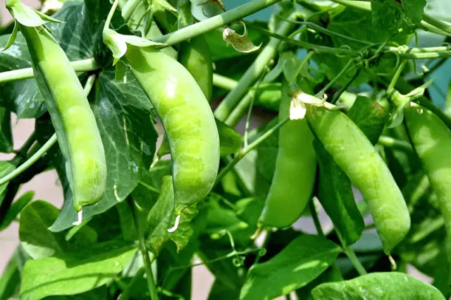 Sugar Snap Pea Seeds, Original Snap Pea, NON-GMO, Heirloom, FREE SHIPPING