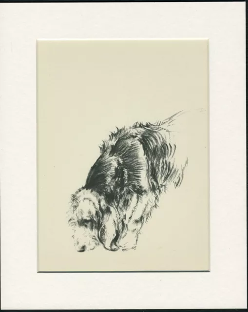 OTTERHOUND LOVELY 1930'S DOG ART PRINT by KF BARKER READY MOUNTED