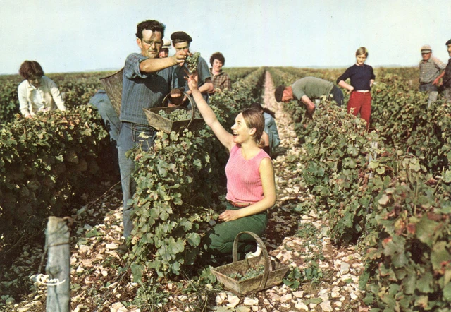 Carte POUILLY SUR LOIRE Ses vins Blancs Les Vendanges Vendangeurs et vendageuses