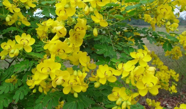 60 Semillas de Cassia Bicapsularis. Casia Mariposa.