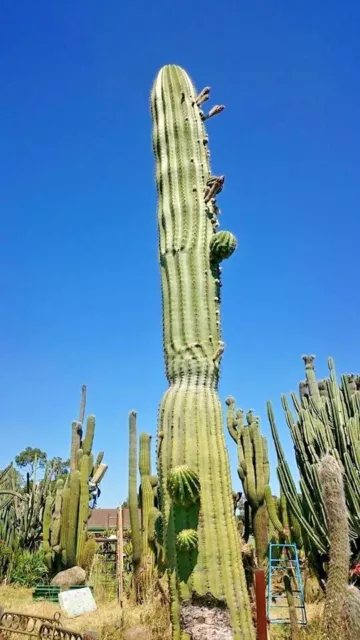 11x Terscheckii Cacti seeds "Dawsons" Fresh "The BIG GUY's MIX"